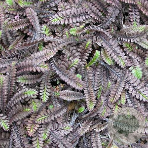Leptinella squalida 'Platt's Black' GM P9