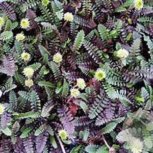 Leptinella squalida 'Platt's Black' GM P9