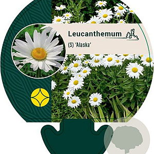 Leucanthemum (S) 'Alaska' GM P9
