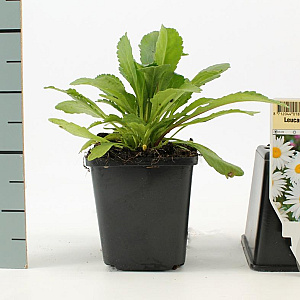 Leucanthemum (S) 'Alaska' GM P9