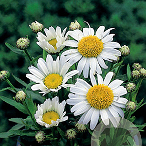 Leucanthemum (S) 'Dwarf Snow Lady' GM P9