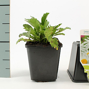 Leucanthemum (S) 'Silberprinzessche GM P9