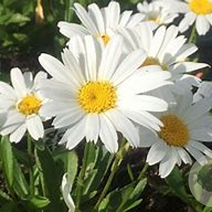 Leucanthemum (S) 'Snow Lady' GM P9
