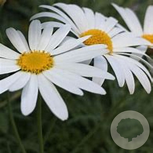 Leucanthemum superbum GM P9