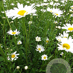 Leucanthemum vulgare 'Maikönigin' GM P9