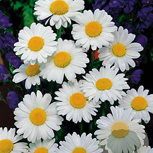 Leucanthemum vulgare 'Maikönigin' GM P9