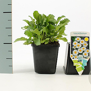 Leucanthemum vulgare 'Maikönigin' GM P9