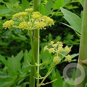 Levisticum officinale GM P9