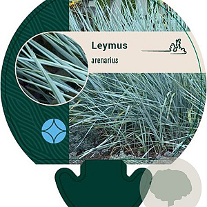 Leymus arenarius GM P9