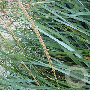 Leymus arenarius GM P9