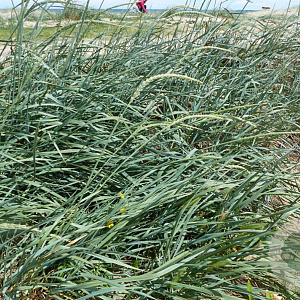 Leymus arenarius GM P9