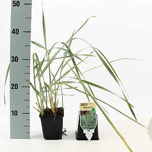 Leymus arenarius GM P9