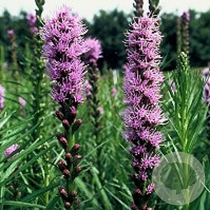 Liatris spicata GM P9
