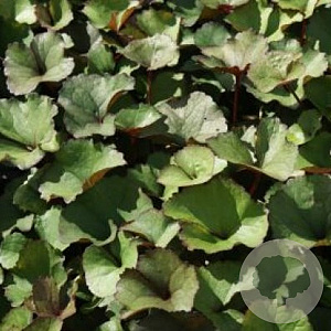 Ligularia dentata GM P9