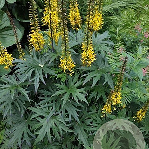 Ligularia przewalskii GM P9