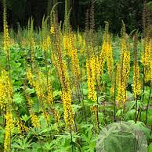 Ligularia przewalskii GM P9