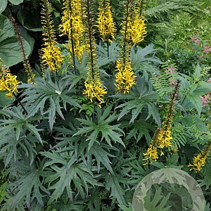 Ligularia przewalskii GM P9