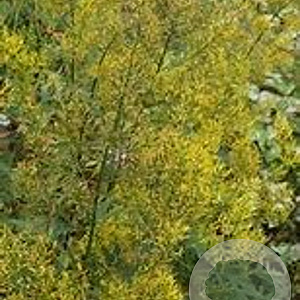 Ligularia tangutica GM P9