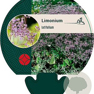 Limonium latifolium GM P9