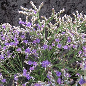 Limonium platyphyl. 'Violetta' GM P9