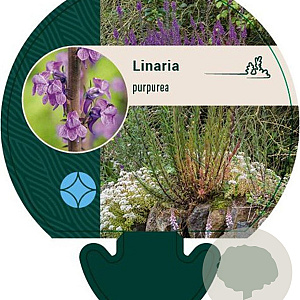 Linaria purpurea GM P9