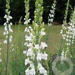Linaria purpurea 'Alba' GM P9