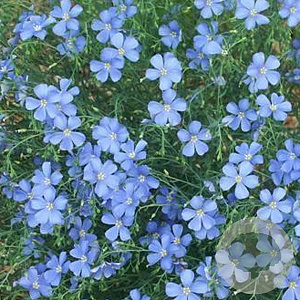 Linum perenne GM P9