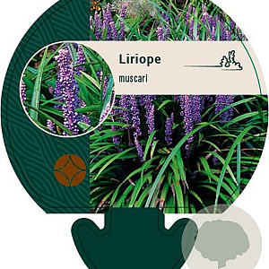 Liriope muscari GM P9