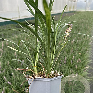 Liriope muscari GM P9