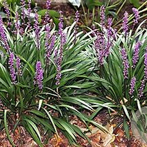 Liriope muscari 'Lilac Beauty' GM P9