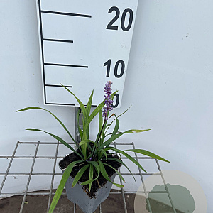 Liriope muscari 'Big Blue' GM P9