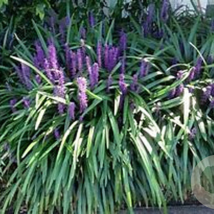 Liriope muscari 'Evergreen Giant' GM P9