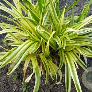 Liriope muscari 'Gold Banded' GM P9