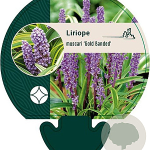 Liriope muscari 'Gold Banded' GM P9