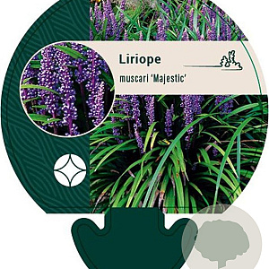 Liriope muscari 'Majestic' GM P9