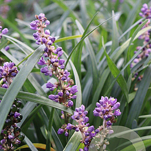 Liriope muscari 'Majestic' GM P9