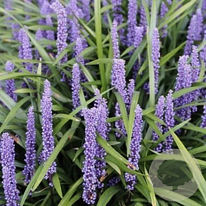 Liriope muscari 'Moneymaker' GM P9