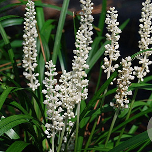 Liriope muscari 'Monroe White' GM P9