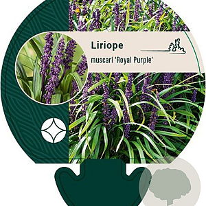 Liriope muscari 'Royal Purple' GM P9