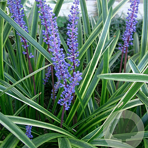 Liriope muscari 'Variegata' GM P9