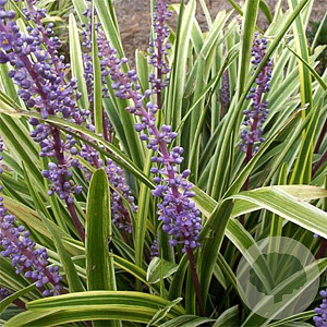 Liriope muscari 'Variegata' GM P9