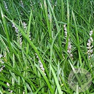 Liriope spicata GM P9