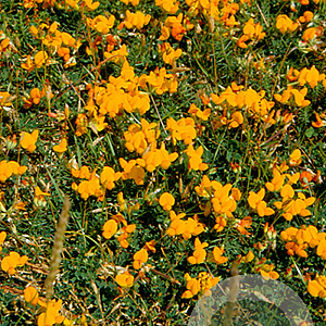 Lotus corniculatus GM P9