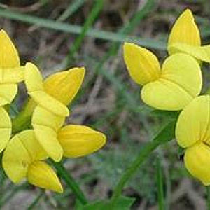 Lotus corniculatus GM P9