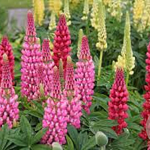 Lupinus  Hybride GM P9