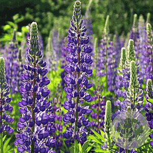 Lupinus 'Nanus GM P9