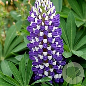 Lupinus 'Gallery Blue' GM P9
