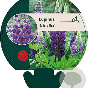 Lupinus 'Gallery Blue' GM P9