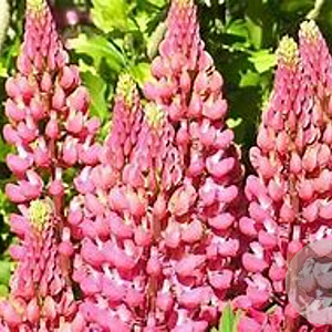 Lupinus 'Gallery Pink' GM P9