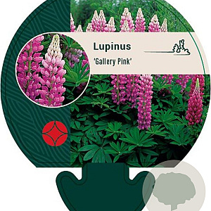 Lupinus 'Gallery Pink' GM P9